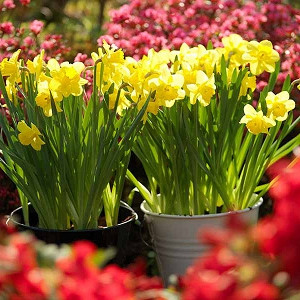 How to plant spring bulbs, how to plant daffodils, daffodil planting tips, Spring Bulbs, Garden Ideas, Gardening ideas